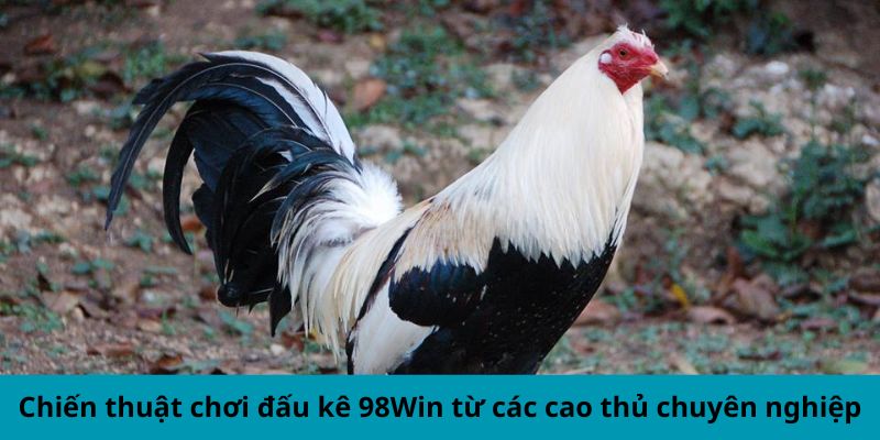 Chiến thuật chơi đấu kê 98Win từ các cao thủ chuyên nghiệp