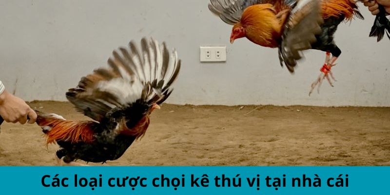 Các loại cược chọi kê thú vị tại nhà cái